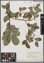 Foto von Salix aegyptiaca L.